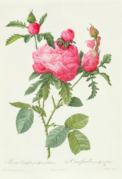 Rosa Centifolia Prolifera Foliacea by Pierre Joseph Redouté